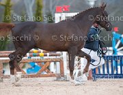 Appio Claudio Tosc Tour2013- S5 1592 : Appio Claudio, Arezzo, Cavalli d'Italia, Toscana Tour 2013, foto di Stefano Secchi ©